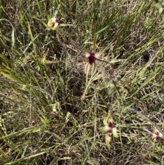 Caladenia atrovespa (Green-comb Spider Orchid) at Molonglo Valley, ACT - 7 Oct 2021 by Jenny54