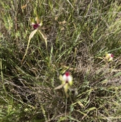 Caladenia atrovespa at Molonglo Valley, ACT - 7 Oct 2021