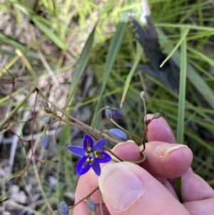 Dianella revoluta var. revoluta at Downer, ACT - 7 Oct 2021 11:03 AM