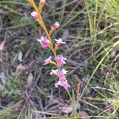 Stylidium sp. (Trigger Plant) at Point 4465 - 6 Oct 2021 by Jenny54