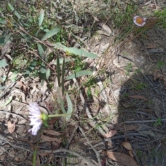 Brachyscome sp. (Cut-leaf Daisy) at Corang, NSW - 6 Oct 2021 by LeonieWood