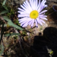 Brachyscome sp. (Cut-leaf Daisy) at Corang, NSW - 6 Oct 2021 by LeonieWood