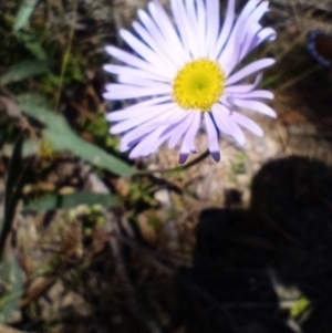 Brachyscome sp. at Corang, NSW - 6 Oct 2021 10:41 AM