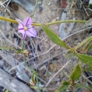 Thysanotus patersonii at Corang, NSW - 6 Oct 2021 02:40 PM