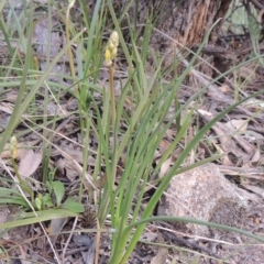Bulbine bulbosa (Golden Lily) at Tuggeranong Hill - 17 Sep 2021 by michaelb