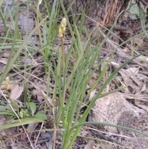 Bulbine bulbosa at Conder, ACT - 17 Sep 2021