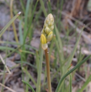 Bulbine bulbosa at Conder, ACT - 17 Sep 2021