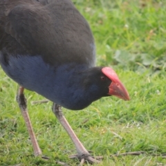 Porphyrio melanotus (Australasian Swamphen) at Conder, ACT - 17 Sep 2021 by MichaelBedingfield