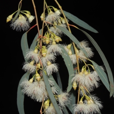 Eucalyptus sideroxylon (Mugga Ironbark) at Banks, ACT - 17 Sep 2021 by michaelb