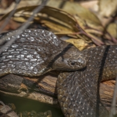 Notechis scutatus (Tiger Snake) at Namadgi National Park - 6 Oct 2021 by trevsci
