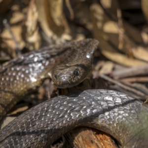 Notechis scutatus at Cotter River, ACT - 6 Oct 2021