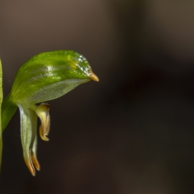 Bunochilus montanus (ACT) = Pterostylis jonesii (NSW) (Montane Leafy Greenhood) at Cotter River, ACT - 6 Oct 2021 by trevsci