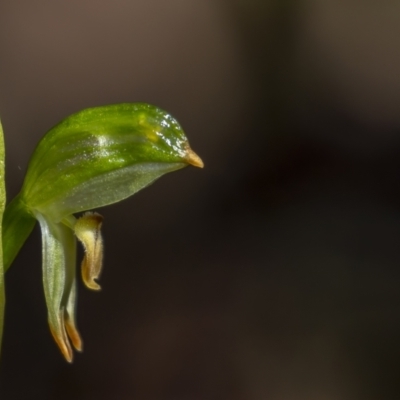 Bunochilus montanus (Montane Leafy Greenhood) at Namadgi National Park - 5 Oct 2021 by trevsci