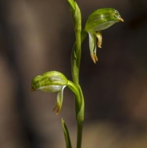 Bunochilus montanus (ACT) = Pterostylis jonesii (NSW) at Cotter River, ACT - 6 Oct 2021