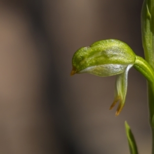 Bunochilus montanus (ACT) = Pterostylis jonesii (NSW) at Cotter River, ACT - 6 Oct 2021