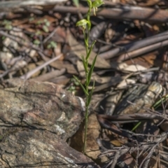 Bunochilus montanus at Cotter River, ACT - 6 Oct 2021