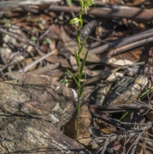 Bunochilus montanus (ACT) = Pterostylis jonesii (NSW) at Cotter River, ACT - 6 Oct 2021