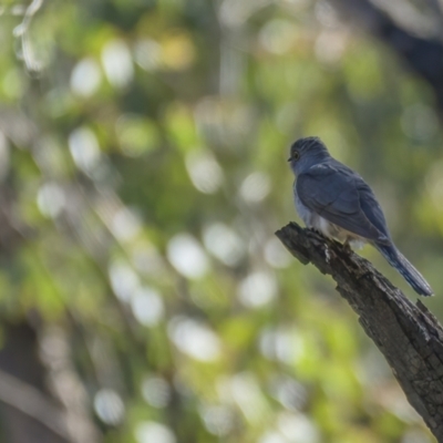 Cacomantis flabelliformis (Fan-tailed Cuckoo) at Cotter River, ACT - 6 Oct 2021 by trevsci