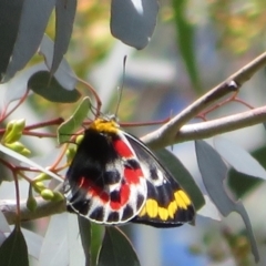 Delias harpalyce (Imperial Jezebel) at Namadgi National Park - 6 Oct 2021 by Christine