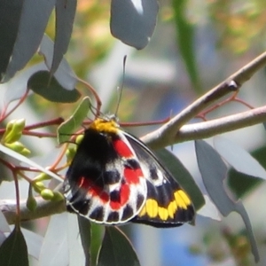 Delias harpalyce at Paddys River, ACT - 6 Oct 2021