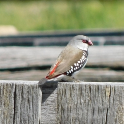 Stagonopleura guttata (Diamond Firetail) at Symonston, ACT - 7 Oct 2021 by CallumBraeRuralProperty