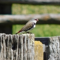 Stagonopleura guttata at Symonston, ACT - suppressed