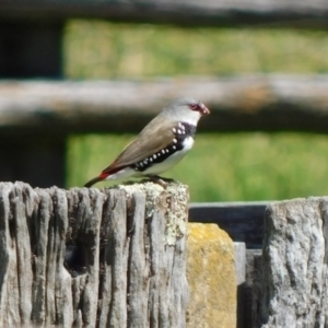 Stagonopleura guttata at Symonston, ACT - suppressed