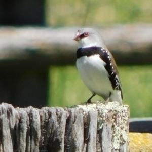 Stagonopleura guttata at Symonston, ACT - 7 Oct 2021