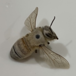 Apis mellifera at Hawker, ACT - 6 Oct 2021