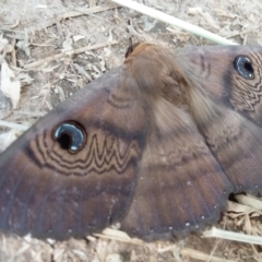 Dasypodia selenophora (Southern old lady moth) at Lions Youth Haven - Westwood Farm A.C.T. - 4 Oct 2021 by DebK