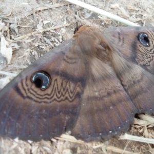 Dasypodia selenophora at Stromlo, ACT - 5 Oct 2021