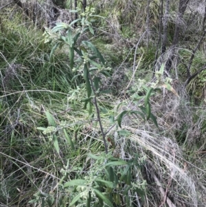 Olearia lirata at Tennent, ACT - 3 Oct 2021