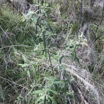 Olearia lirata (Snowy Daisybush) at Namadgi National Park - 3 Oct 2021 by Tapirlord