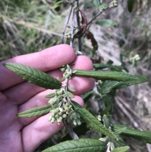 Olearia lirata at Tennent, ACT - 3 Oct 2021