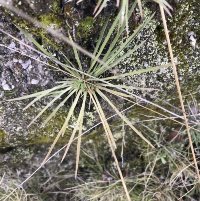 Stylidium graminifolium (grass triggerplant) at Tennent, ACT - 3 Oct 2021 by Tapirlord