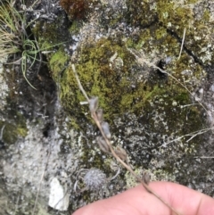 Stylidium graminifolium at Tennent, ACT - 3 Oct 2021