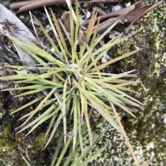 Stylidium graminifolium at Tennent, ACT - 3 Oct 2021 12:21 PM