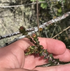 Epacris breviflora (Drumstick Heath) at Namadgi National Park - 3 Oct 2021 by Tapirlord