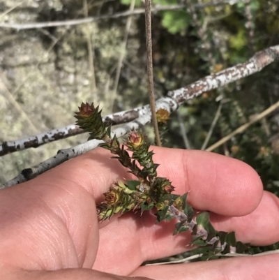 Epacris breviflora (Drumstick Heath) at Namadgi National Park - 3 Oct 2021 by Tapirlord