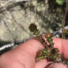 Epacris breviflora at Tennent, ACT - 3 Oct 2021 12:20 PM