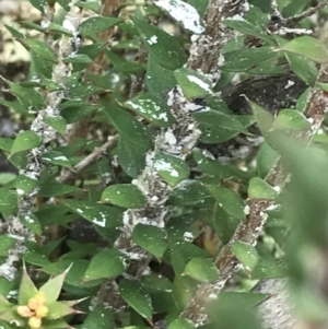 Epacris breviflora at Tennent, ACT - 3 Oct 2021 12:20 PM