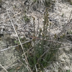 Epacris breviflora at Tennent, ACT - 3 Oct 2021 12:20 PM