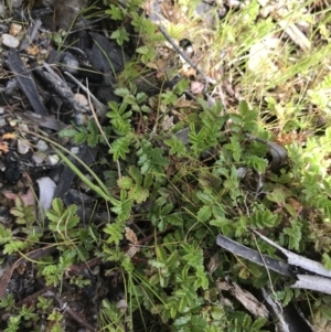 Acaena novae-zelandiae at Tennent, ACT - 3 Oct 2021 12:08 PM