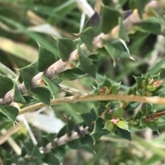 Epacris breviflora at Tennent, ACT - 3 Oct 2021