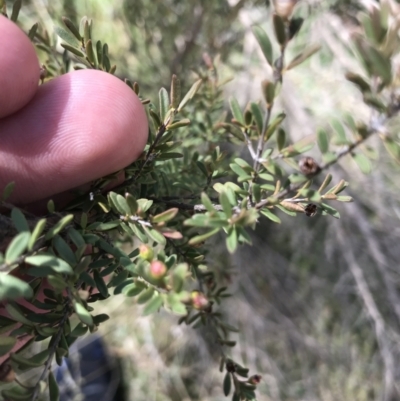 Kunzea ericoides (Burgan) at Namadgi National Park - 3 Oct 2021 by Tapirlord