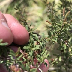 Baeckea utilis at Tennent, ACT - 3 Oct 2021