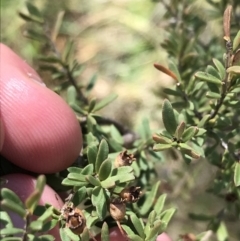 Baeckea utilis at Tennent, ACT - 3 Oct 2021