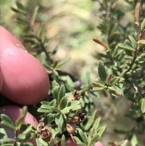 Kunzea ericoides at Tennent, ACT - 3 Oct 2021