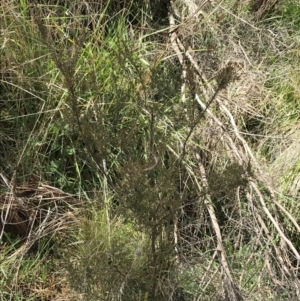 Baeckea utilis at Tennent, ACT - 3 Oct 2021