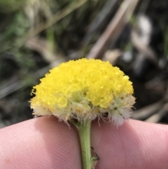 Craspedia variabilis (Common Billy Buttons) at Tennent, ACT - 3 Oct 2021 by Tapirlord